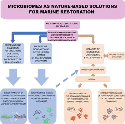 Microbiome-assisted restoration of degraded marine habitats: a new nature-based solution?